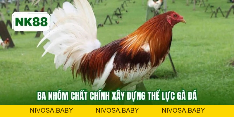 Thức Ăn Cho Gà Đá NK88 - Bí Quyết Tối Ưu Sức Bền Tốc Độ