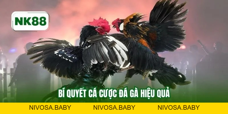Đá Gà Lai Mỹ NK88 - Thông Tin Chuẩn Chỉnh Cho Các Sư Kê