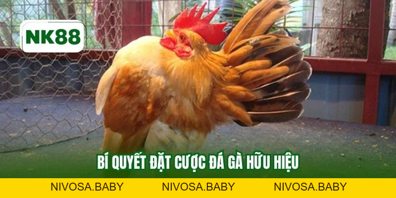 Gà Kiểng NK88 - Lựa Chọn Chuẩn Uy Tín Cho Anh Em Sư Kê