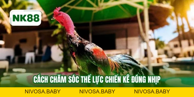 Chăm Sóc Gà Chọi NK88 Chuẩn Kỹ Thuật Nuôi Bền Vững