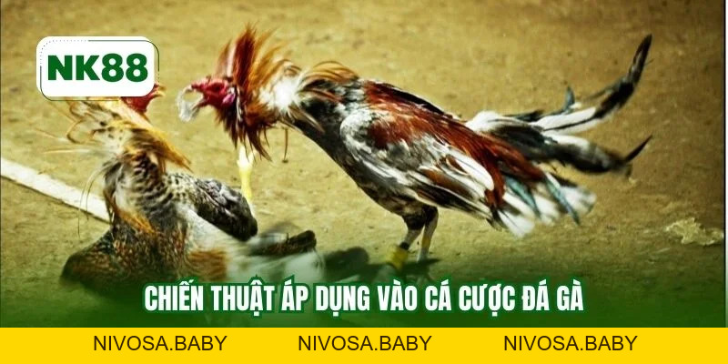 Gà Tơ Vô Đòn NK88 Mang Ưu Thế Cược Chất Lượng Ổn Định