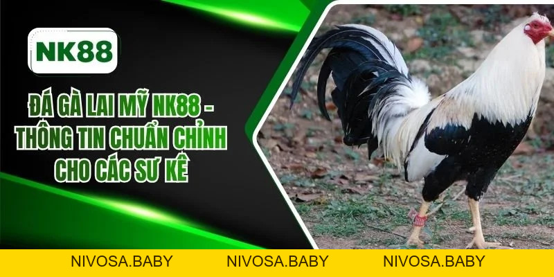 Đá gà - NK88 Casino