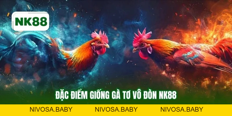 Gà Tơ Vô Đòn NK88 Mang Ưu Thế Cược Chất Lượng Ổn Định