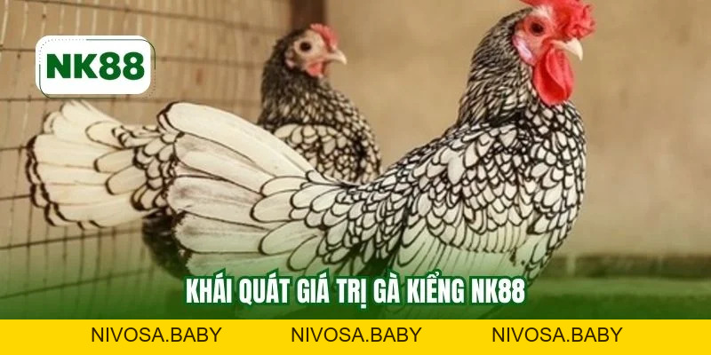 Gà Kiểng NK88 - Lựa Chọn Chuẩn Uy Tín Cho Anh Em Sư Kê