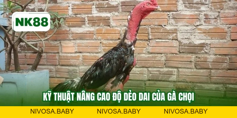 Chăm Sóc Gà Chọi NK88 Chuẩn Kỹ Thuật Nuôi Bền Vững
