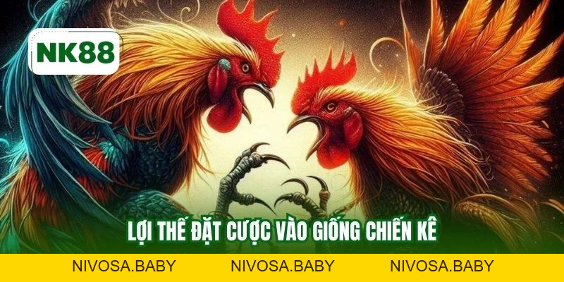 Gà Tơ Vô Đòn NK88 Mang Ưu Thế Cược Chất Lượng Ổn Định