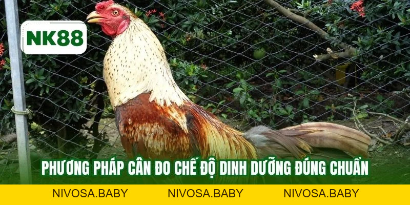 Thức Ăn Cho Gà Đá NK88 - Bí Quyết Tối Ưu Sức Bền Tốc Độ