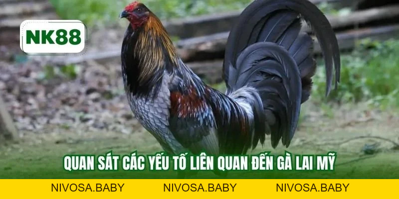 Đá Gà Lai Mỹ NK88 - Thông Tin Chuẩn Chỉnh Cho Các Sư Kê