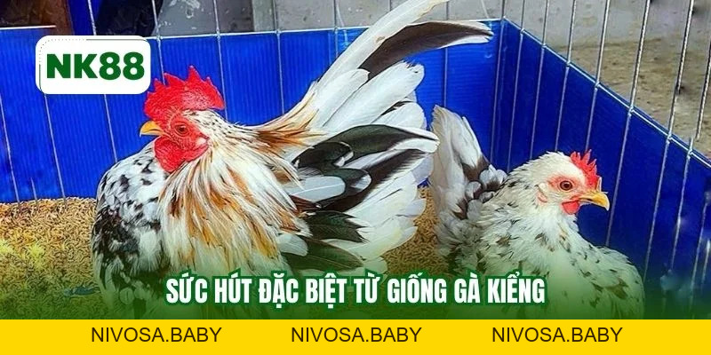 Gà Kiểng NK88 - Lựa Chọn Chuẩn Uy Tín Cho Anh Em Sư Kê