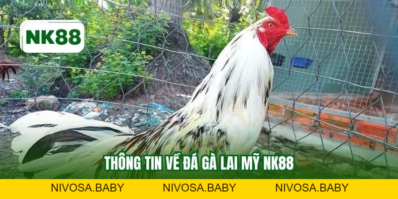 Đá Gà Lai Mỹ NK88 - Thông Tin Chuẩn Chỉnh Cho Các Sư Kê