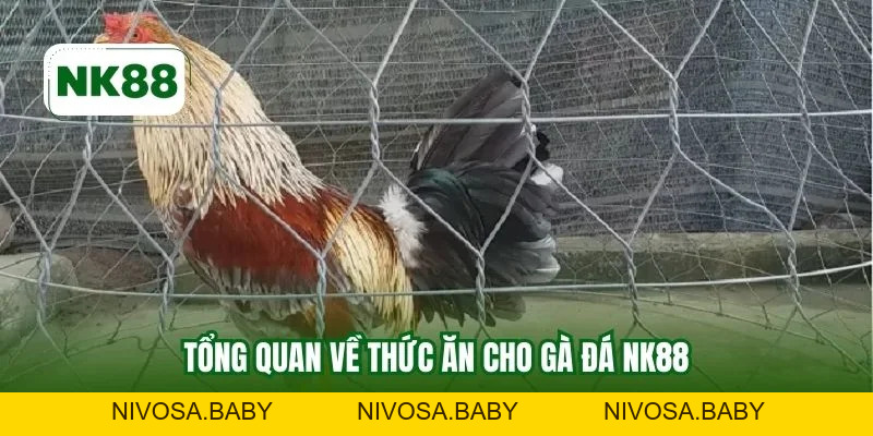 Thức Ăn Cho Gà Đá NK88 - Bí Quyết Tối Ưu Sức Bền Tốc Độ