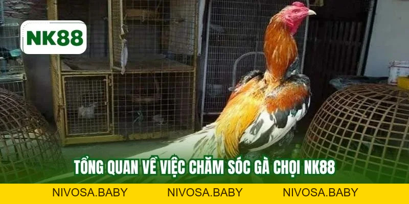 Chăm Sóc Gà Chọi NK88 Chuẩn Kỹ Thuật Nuôi Bền Vững